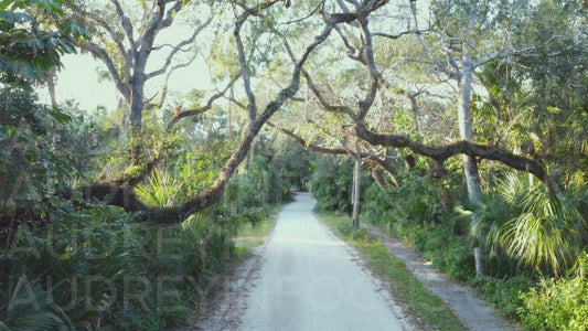 Moss-Draped Oak Forest Neighborhood Old Florida – Slow Motion Pan